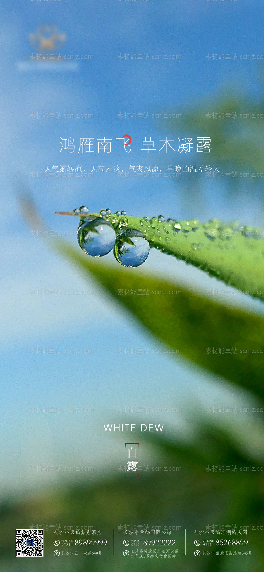 素材能量站-白露节气海报