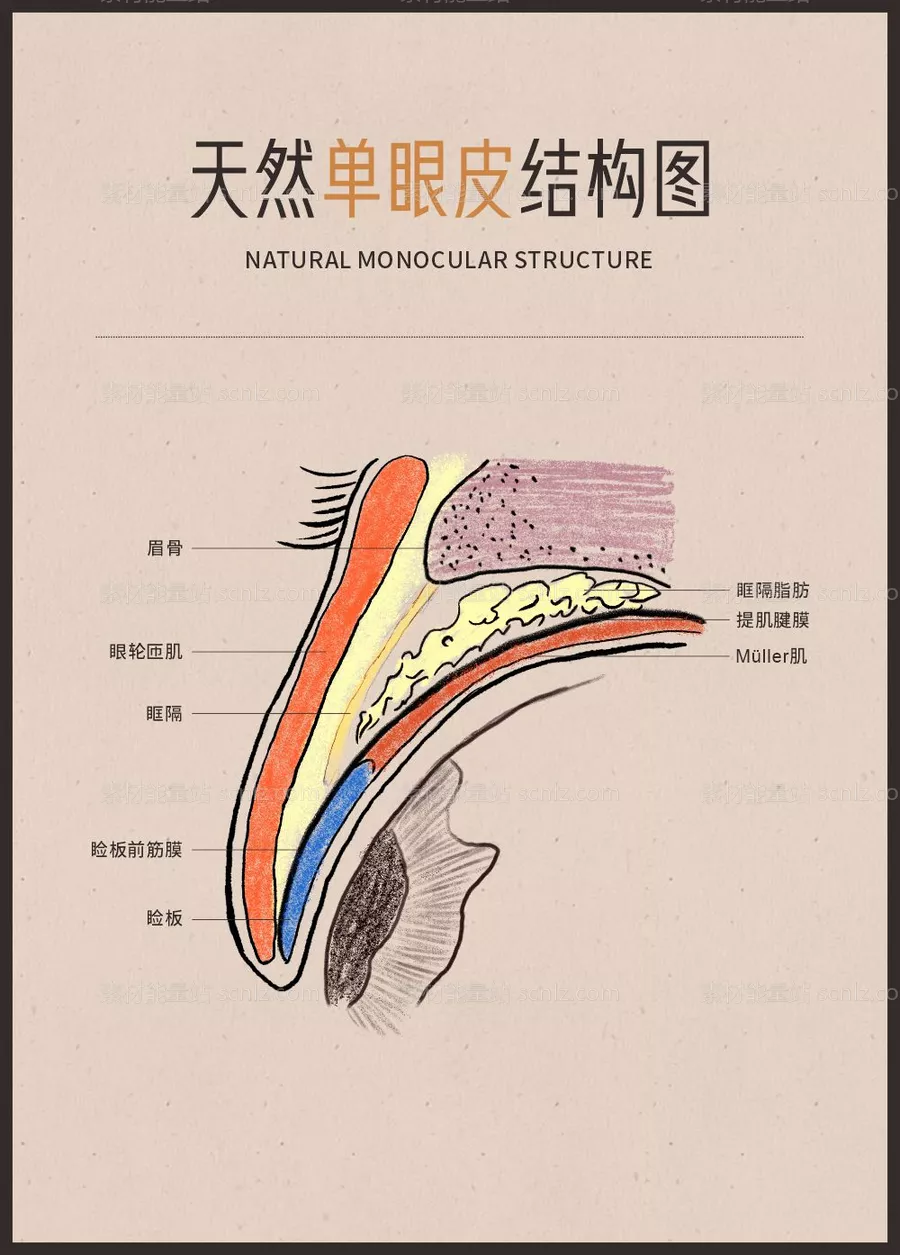素材能量站-医美眼部整形双眼天然单眼皮结构图剖析图宣传画框