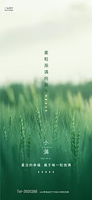 素材能量站-小满节气海报