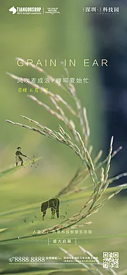 素材能量站-芒种节气移动端海报