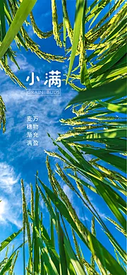 素材能量站-小满节气海报