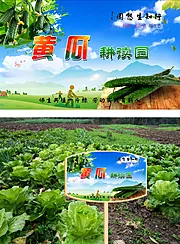 素材能量站-校园蔬菜黄瓜花草牌耕读园学校