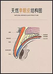 素材能量站-医美眼部整形双眼天然单眼皮结构图剖析图宣传画框